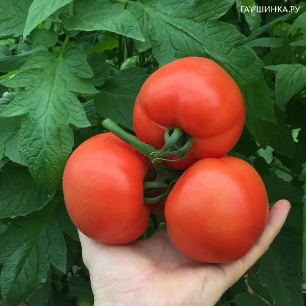 Томат Кастельяно 10шт