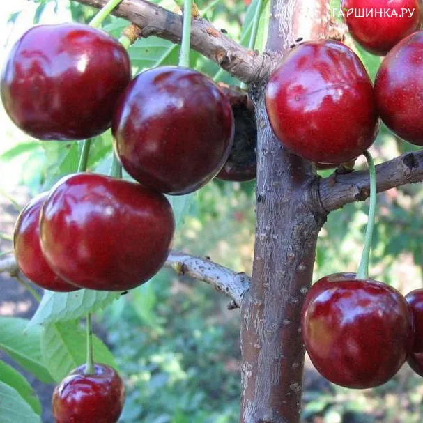 Черешня Кавказская улучшенная