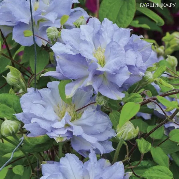 Клематис Блу Даймонд махровый (2)