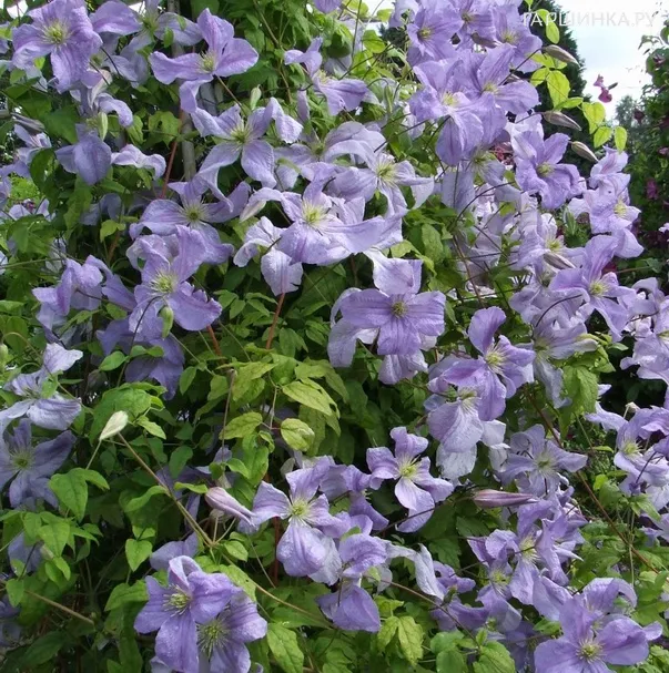 Клематис Эмилия Платер крупноцветковый (3)