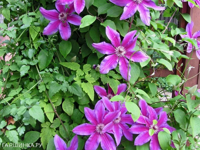 Клематис Файрворкс (Фейерверк) крупноцветковый (2)