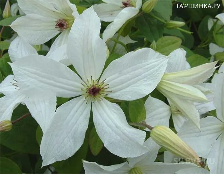 Клематис Форевер Френдс (3)