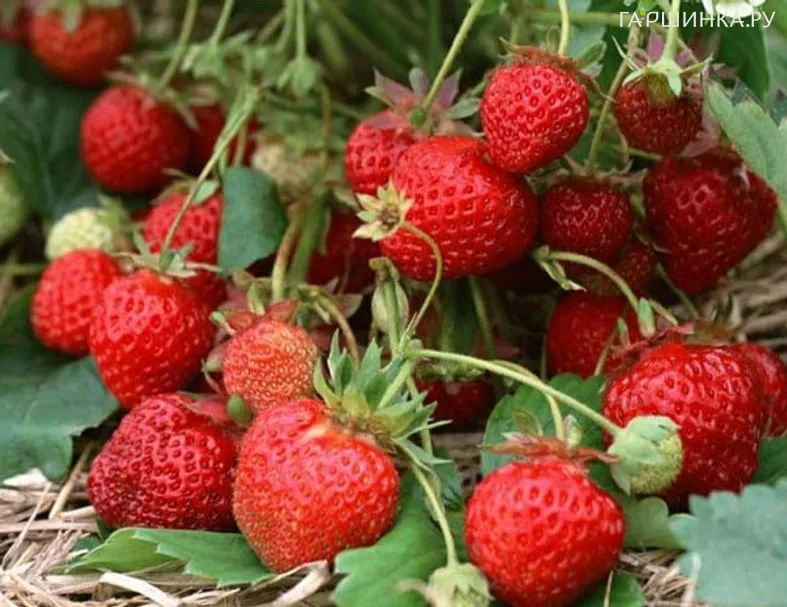 Клубника Зефир