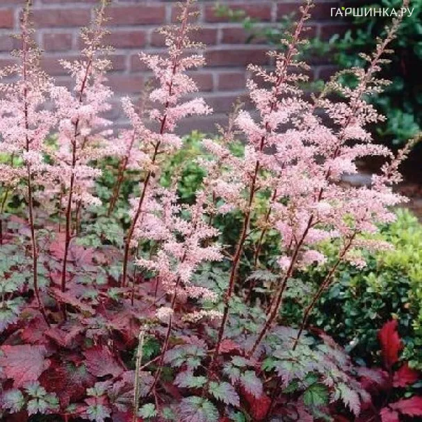 Астильба китайская Колор Флэш