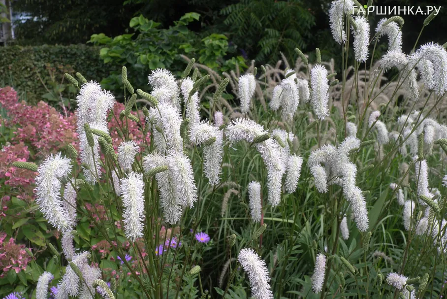 Кровохлебка Обтуза Альба