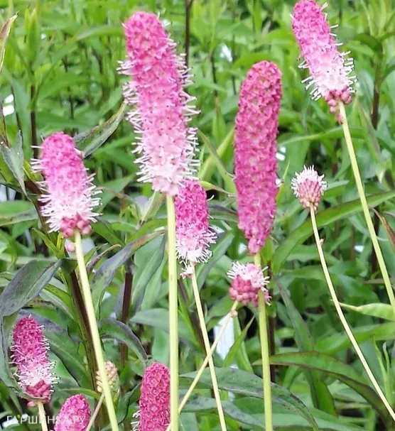 Кровохлебка Пинк Танна