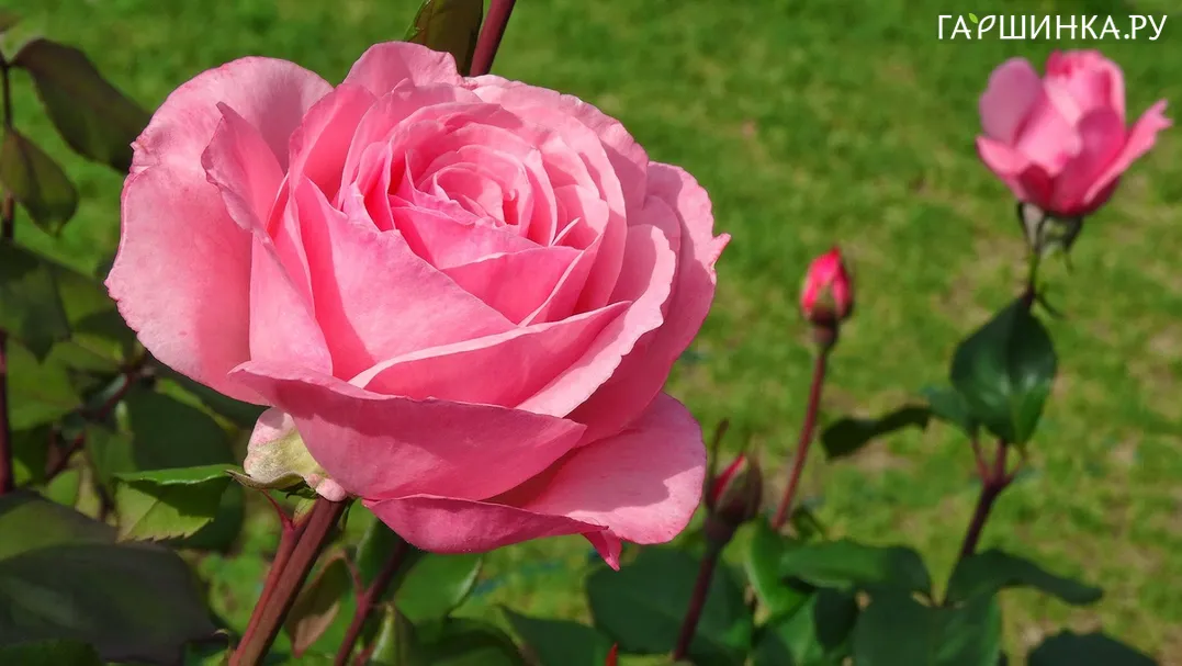 Роза Квин Элизабет чайно-гибридная, Imperial Rose