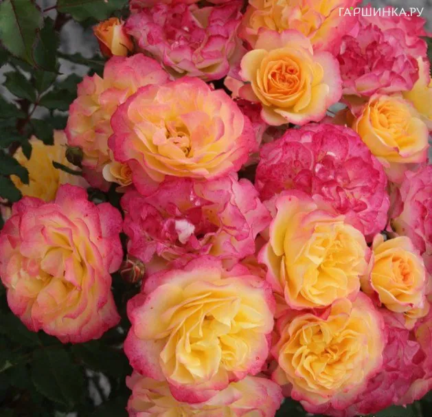 Роза Ландлуст кустарниковая, Топалович (лиц)