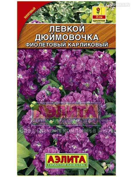 Левкой Дюймовочка фиолетовый карликовый, 0,1 г