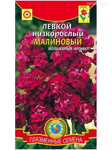 Левкой Малиновый низкорослый