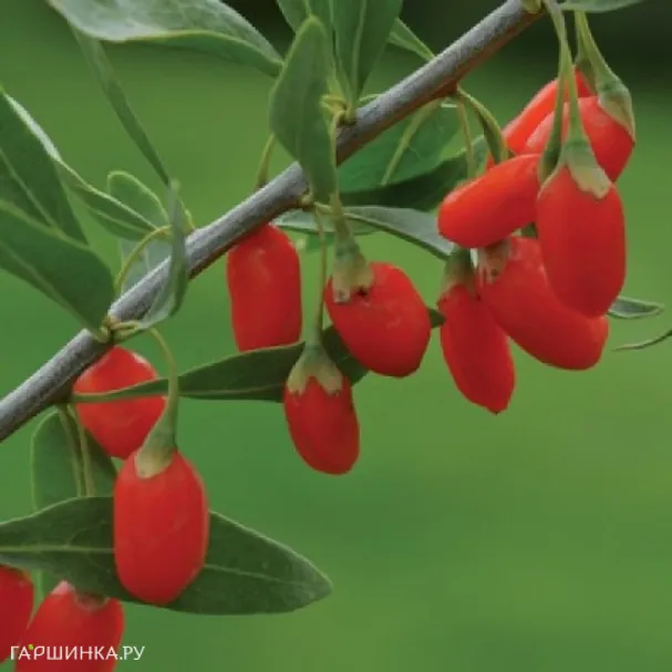 Годжи Биг Лайфберри