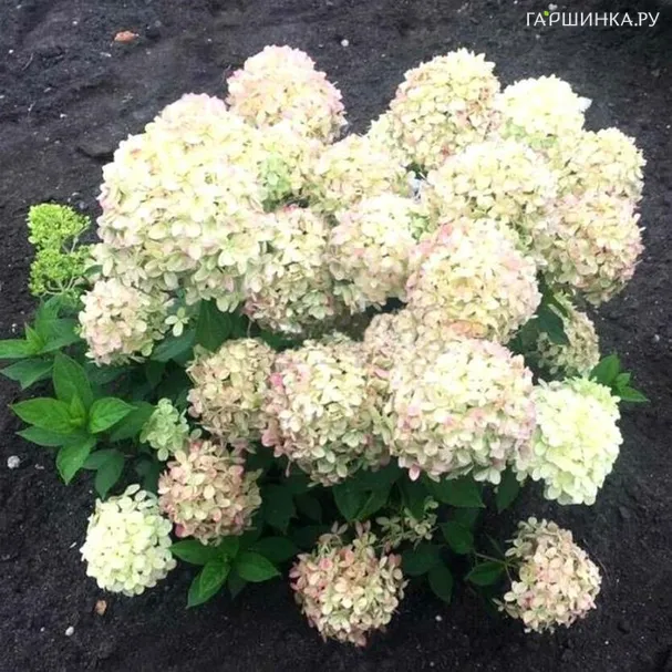 Гортензия Литл Пассион (Маленькая Страсть) метельчатая