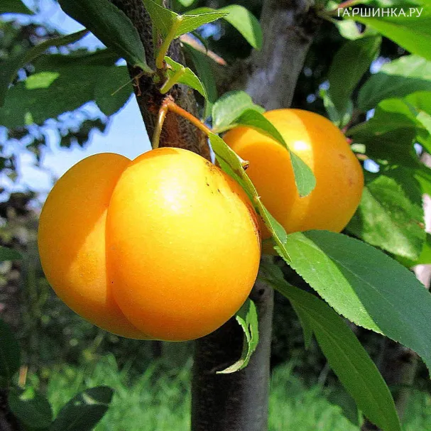 Алыча Лодва