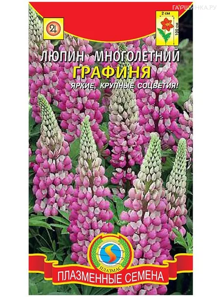 Люпин многолетний Графиня,