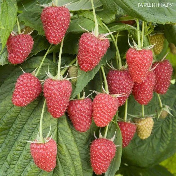 Малина Малиновая гряда сладкая плотная (от автора сорта!)