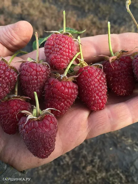 Малина Конек-горбунок ранняя (от автора сорта!)