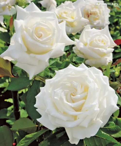 Роза Мени чайно-гибридная Imperial Rose