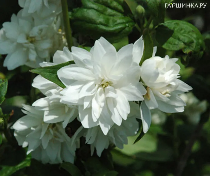 Чубушник Сноуфлейк