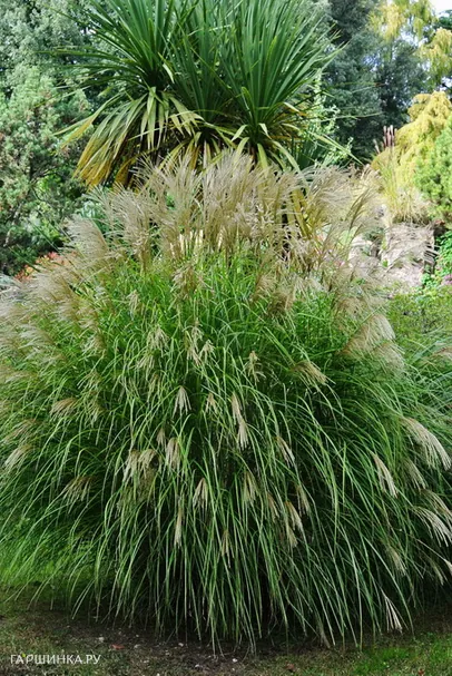 Мискантус Зильберфедер