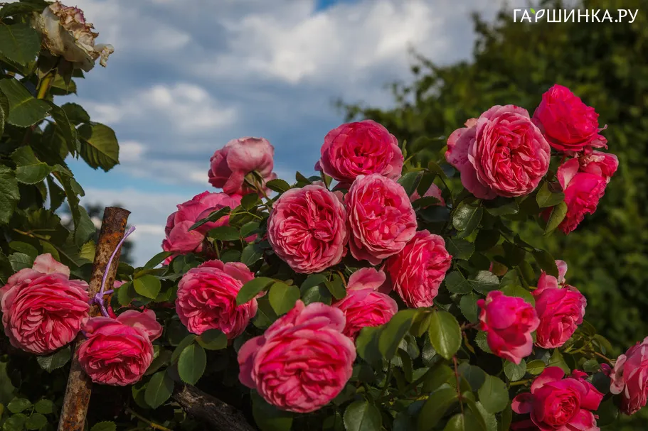 Роза Моджо кустарниковая, Imperial Rose