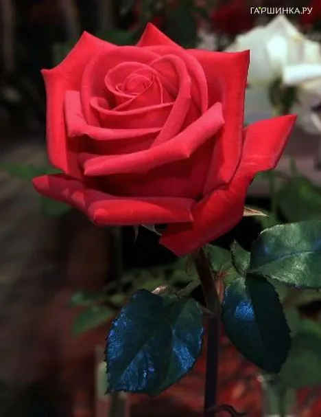 Роза Нигредо чайно-гибридная Imperial Rose