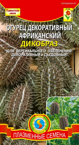 Африканский огурец Дикобраз