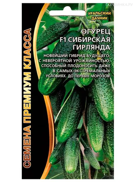 Огурец Сибирская гирлянда