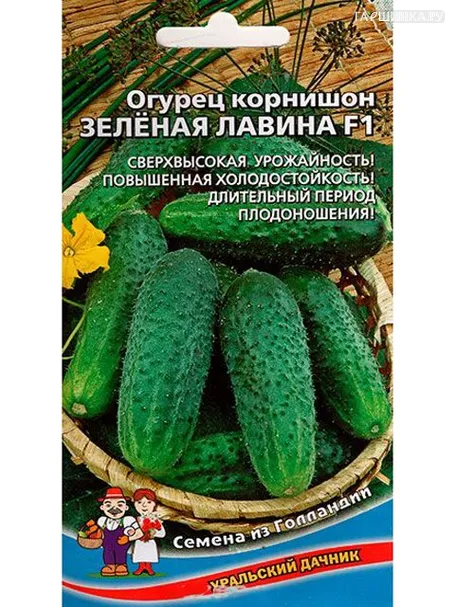 Огурец Зеленая лавина, корнишон