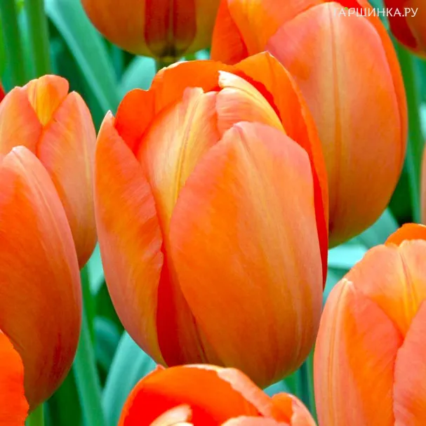 Тюльпан Оранж Ван Эйк 5шт.