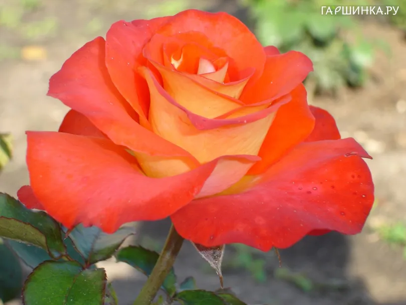 Роза Дамсел чайно-гибридная, Imperial Rose