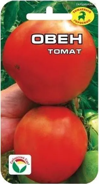 Томат Овен