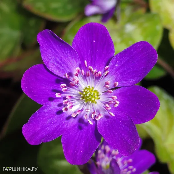 Печеночница японская Пепл Форест