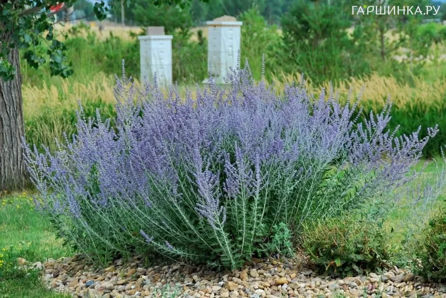 Перовския Блу Стил