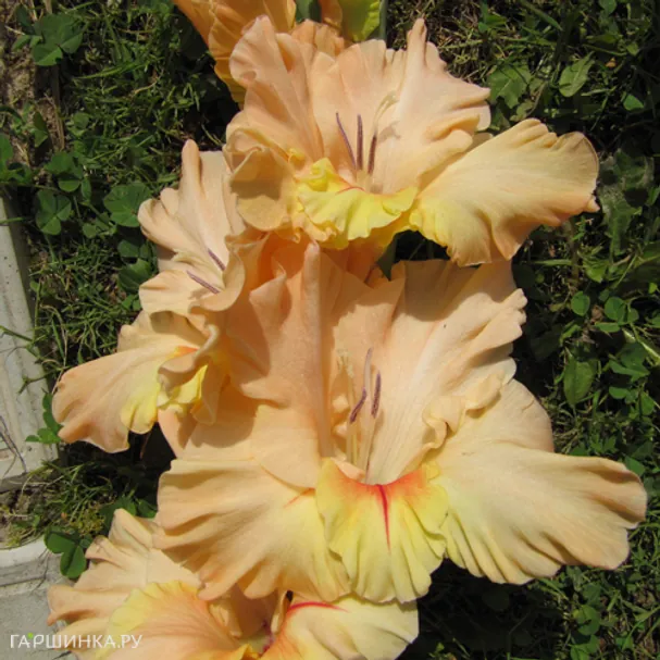 Гладиолус Персик и солнце