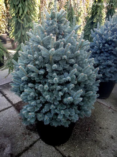 Пихта субальпийская Компакта