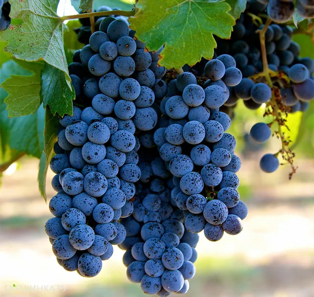 Виноград Пино Нуар