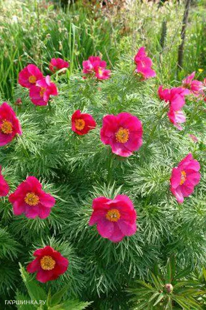 Пион уклоняющийся (Марьин корень)