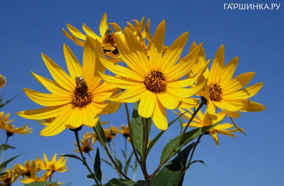 Подсолнечник клубненосный (Топинамбур)