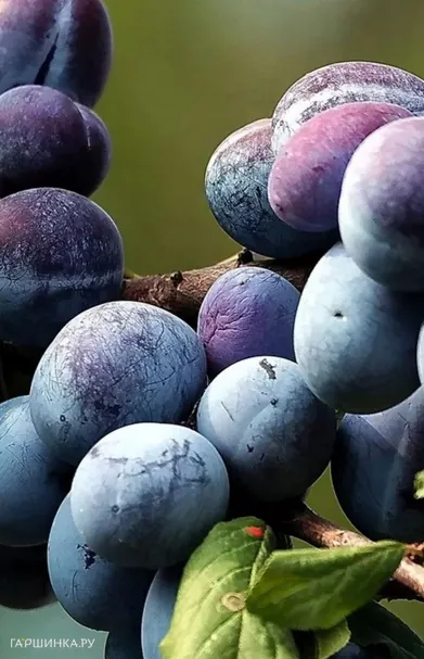 Слива Поздняя сладкая