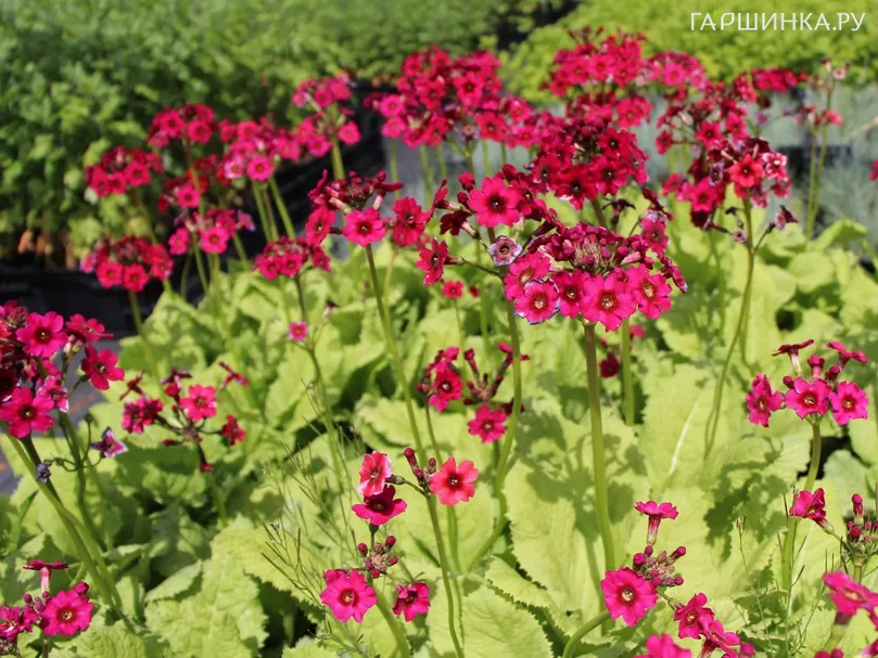 Примула японская Миллерс Кримсон