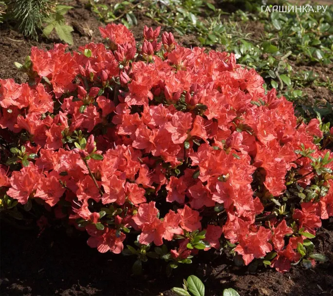 Рододендрон Гейша Оранж японский