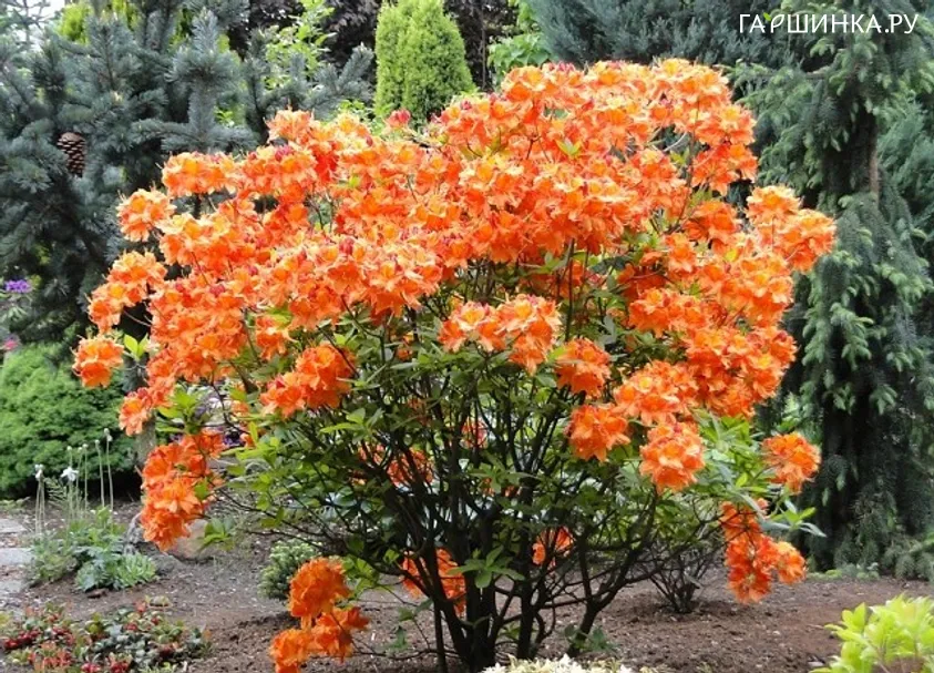 Рододендрон (Азалия) Глоуинг Эмберс