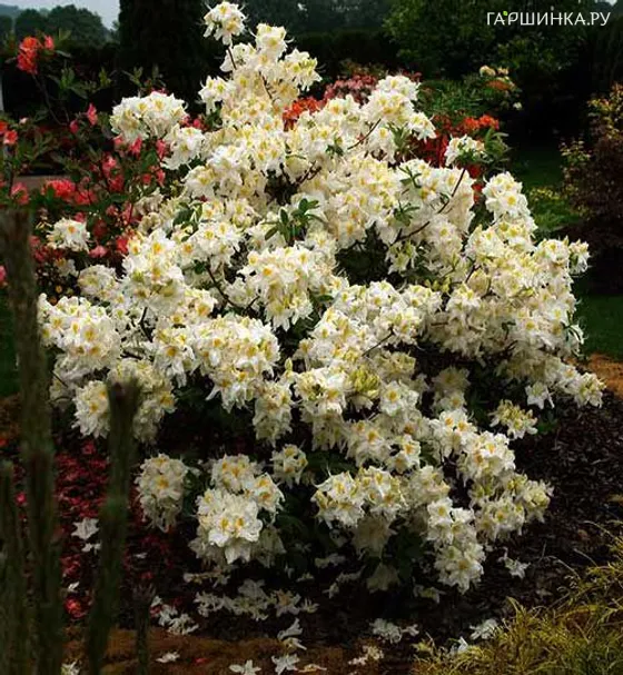 Рододендрон (Азалия) Шнееголд