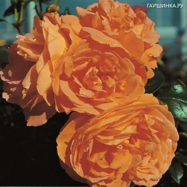 Роза Балерина флорибунда, Imperial Rose