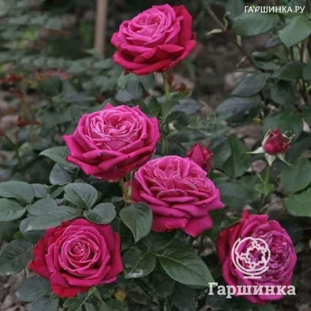 Роза Херальд чайно-гибридная Imperial Rose