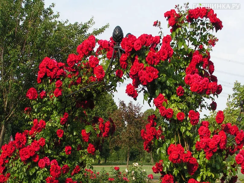 Роза Амадеус плетистая Imperial Rose