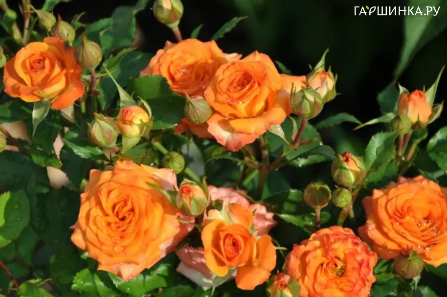 Роза Бэби Спрей миниатюрная Imperial Rose