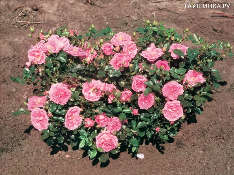Роза Бубиколф миниатюрная, Imperial Rose