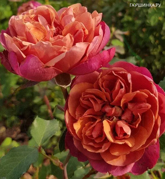 Роза Ча Ча миниатюрная, Imperial Rose