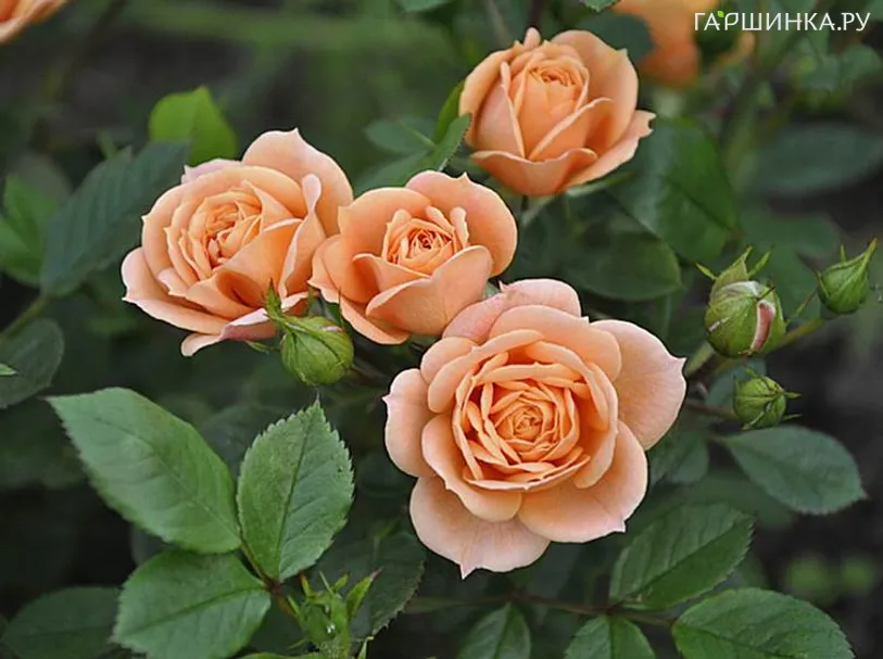 Роза Чантилли миниатюрная Imperial Rose